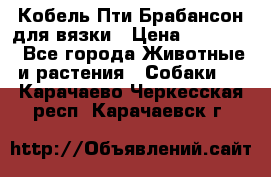 Кобель Пти Брабансон для вязки › Цена ­ 30 000 - Все города Животные и растения » Собаки   . Карачаево-Черкесская респ.,Карачаевск г.